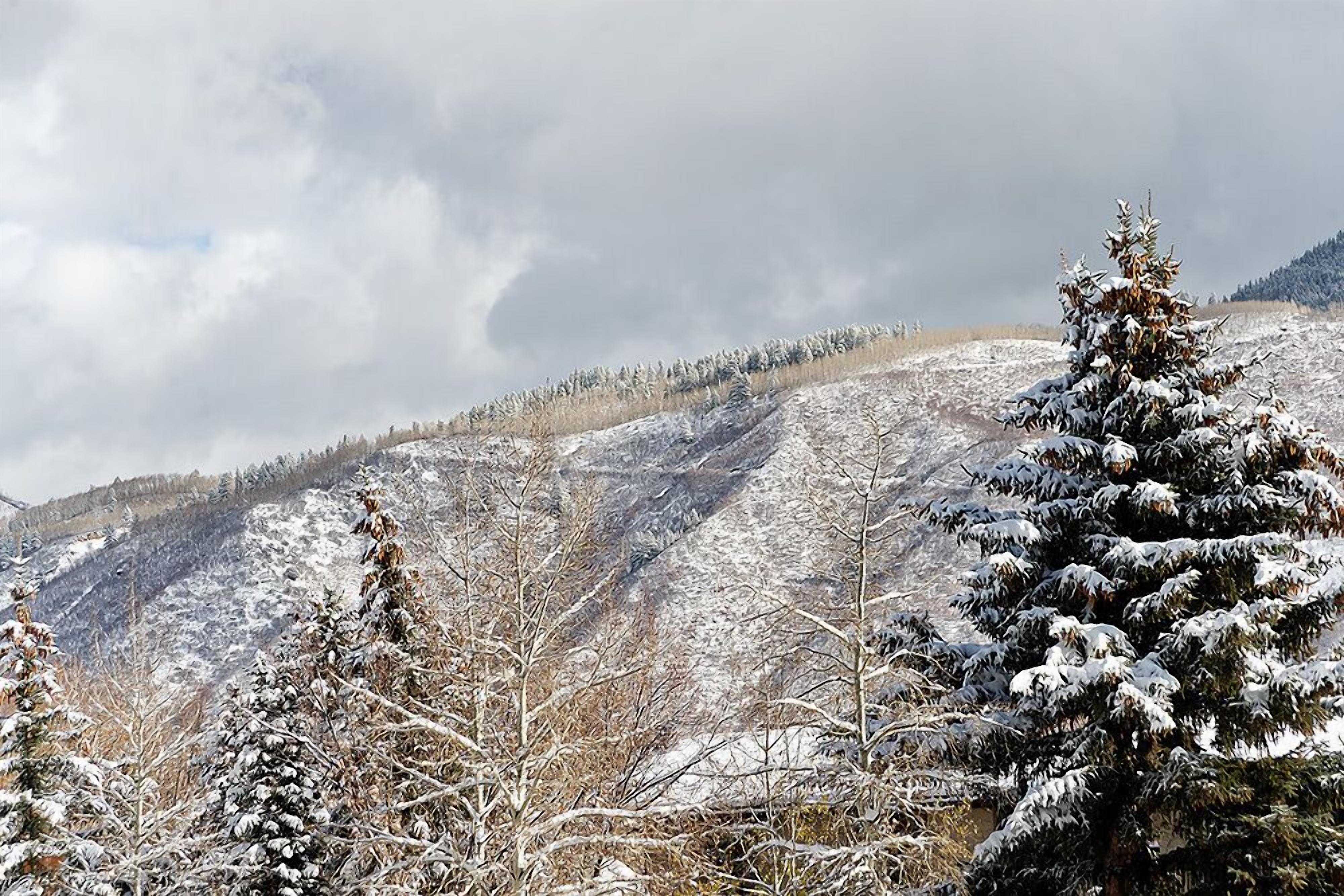 Un paysage montagneux enneigé, parsemé d’arbres à feuilles persistantes.
