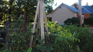 Een tuin met een houten trellis, diverse planten en een metalen gieter.