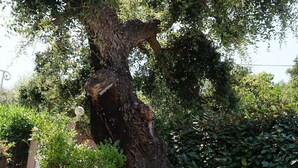 Ein Garten mit einem großen Baum, verschiedenen Pflanzen und einer Steinmauer.