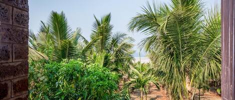 A view of a palm tree-lined pathway leading to a beach.