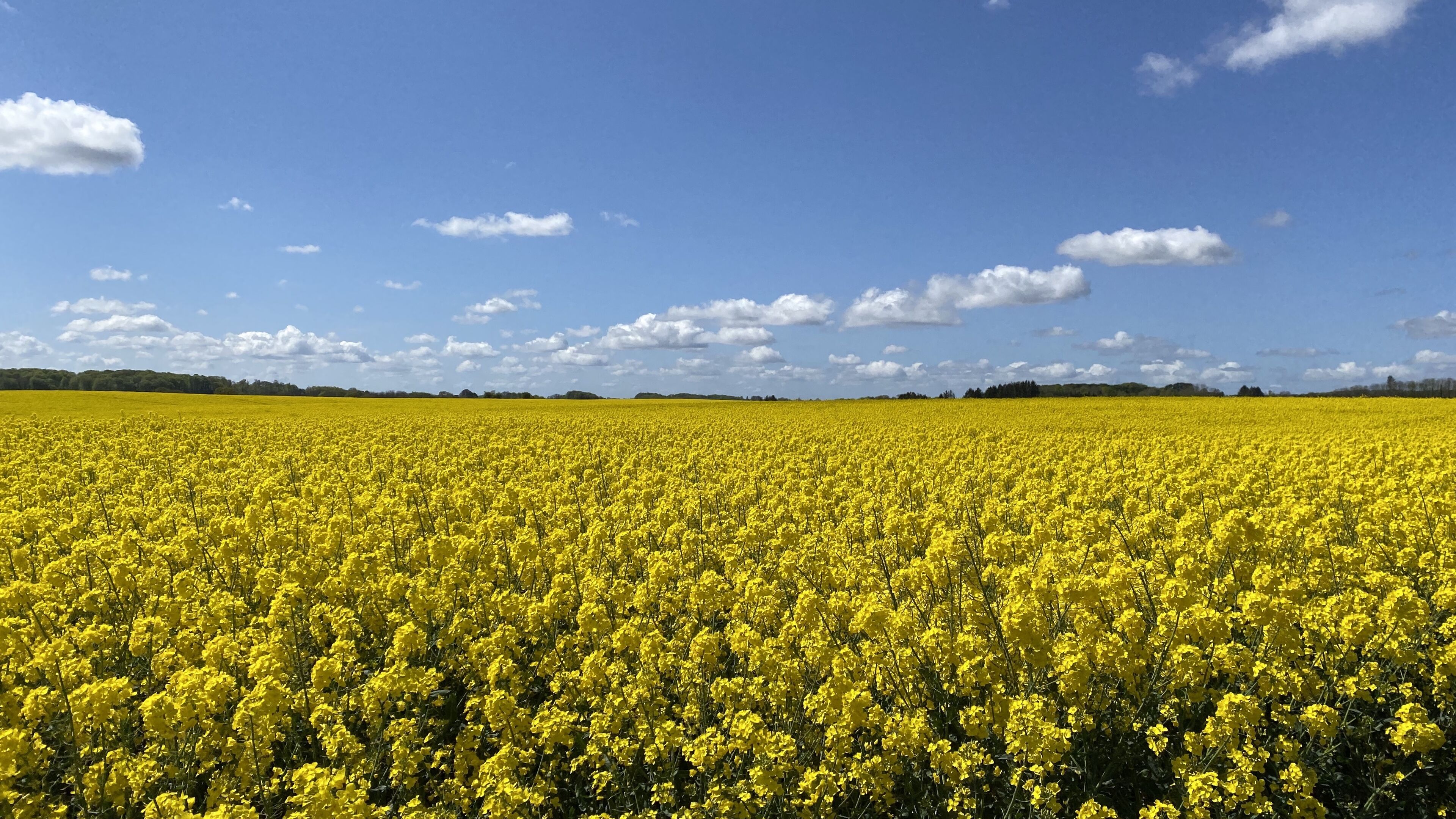 Un extenso campo de flores amarillas bajo un cielo azul despejado.