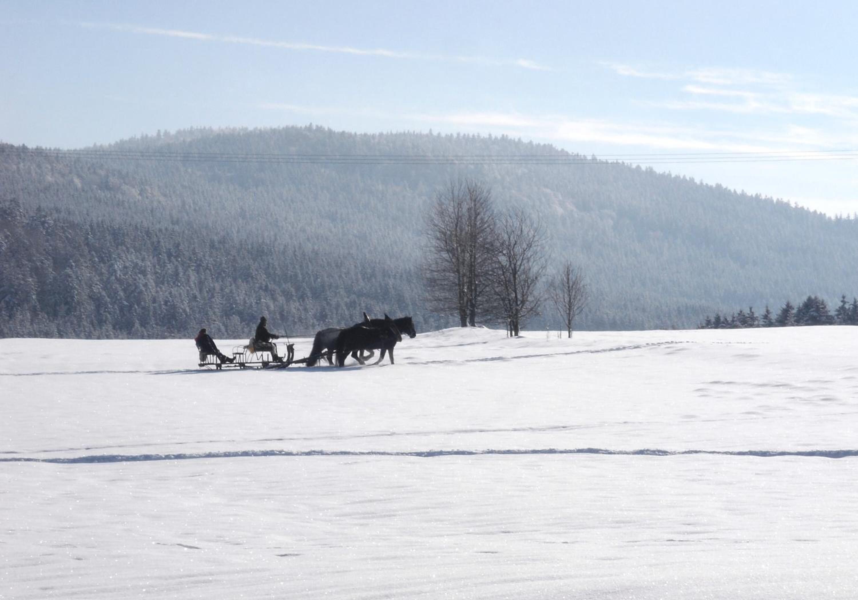 A snowy landscape with a sled pulled by two horses, a clear sky, and a forested hill in the background.