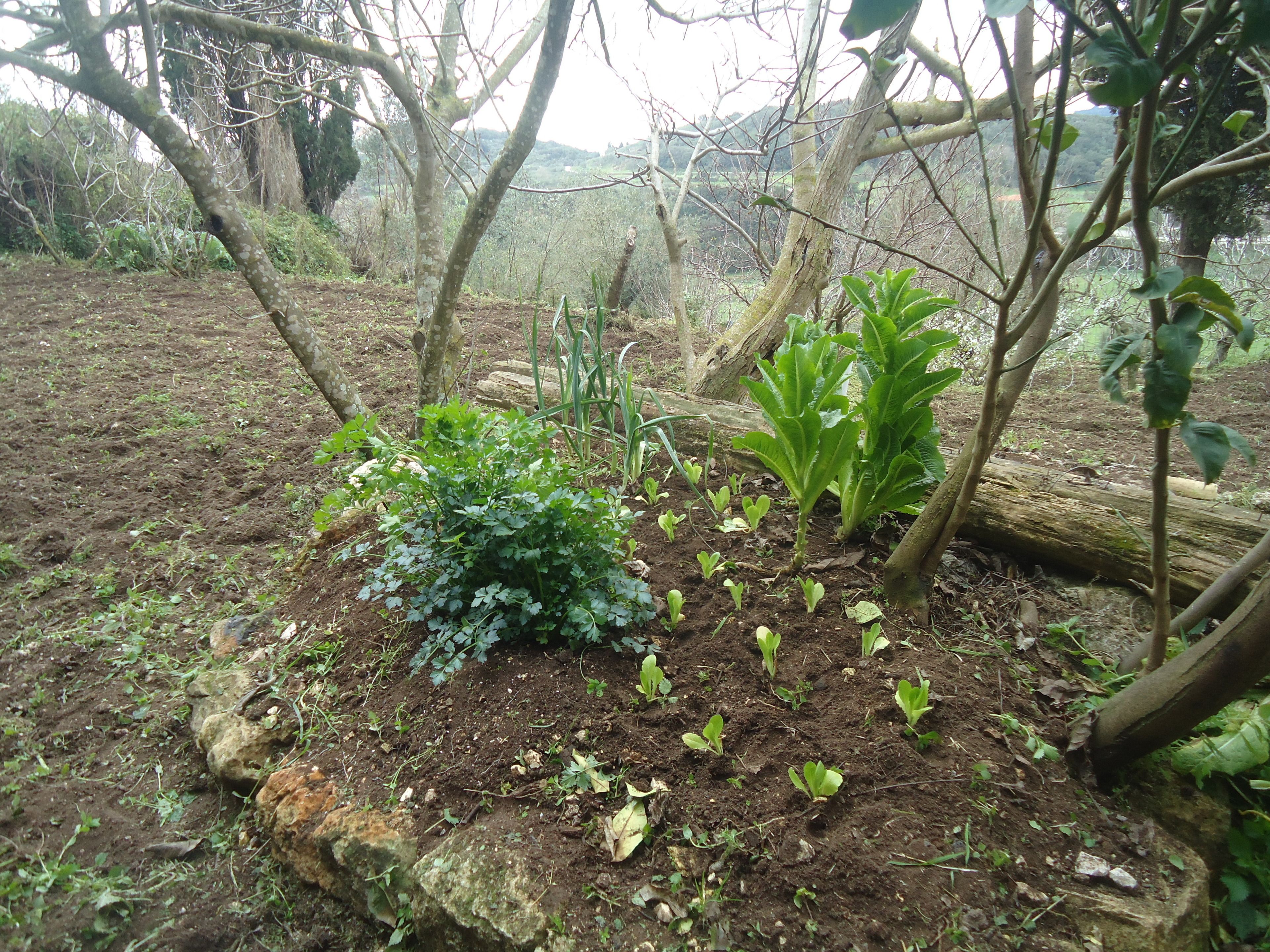 Casa, 2 quartos, vista para a montanha | Vista para o jardim