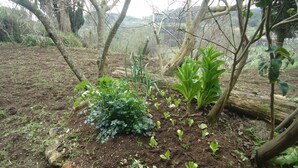 A garden with various plants and trees, surrounded by a stone wall. - Rodies Cottage (Kefalonia)