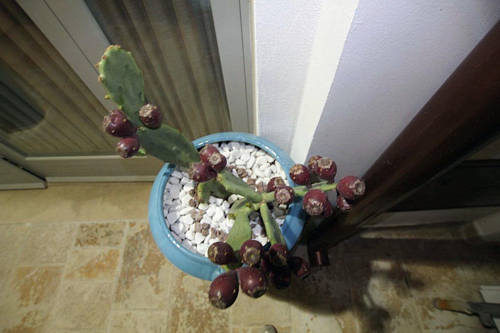 Un cactus en pot, doté de plusieurs tiges et de fruits sphériques, est placé dans un pot bleu sur un sol carrelé.