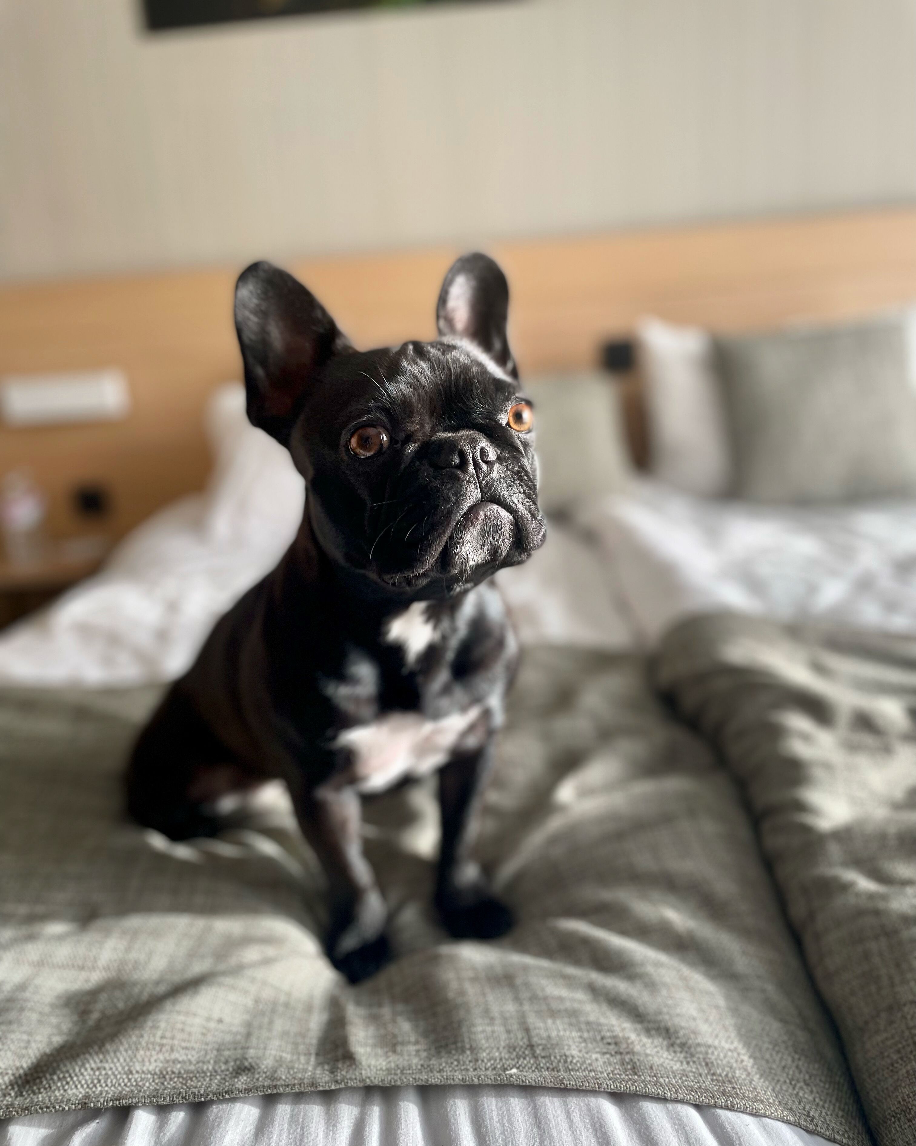 Een zwart hondje staat op een bed met een houten hoofdbord en kussens op de achtergrond.