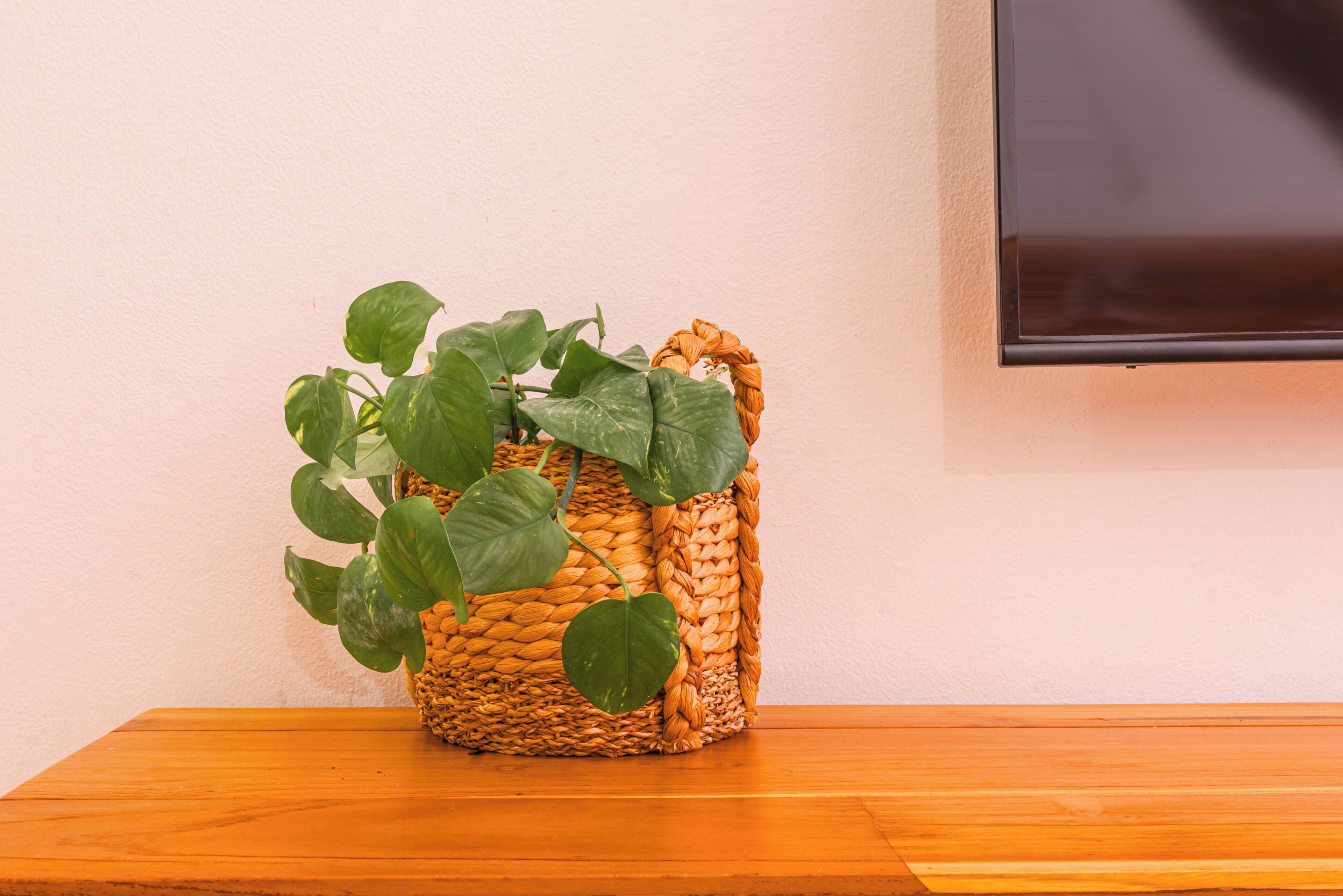 Una cesta tejida con hojas verdes sobre una mesa de madera frente a una pared lisa.