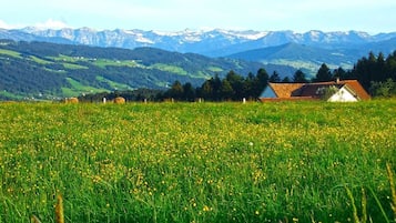 Paisaje rural con un campo de flores amarillas, una casa de techo rojo y una cordillera al fondo.