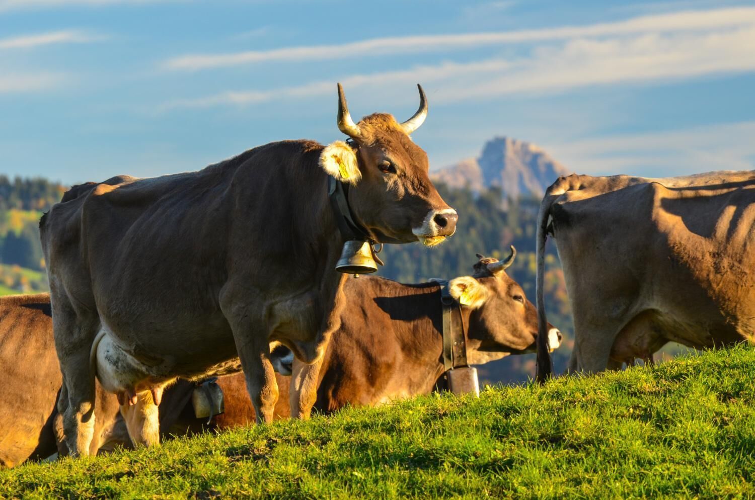 Un troupeau de vaches dans un champ verdoyant, avec une chaîne de montagnes en arrière-plan.
