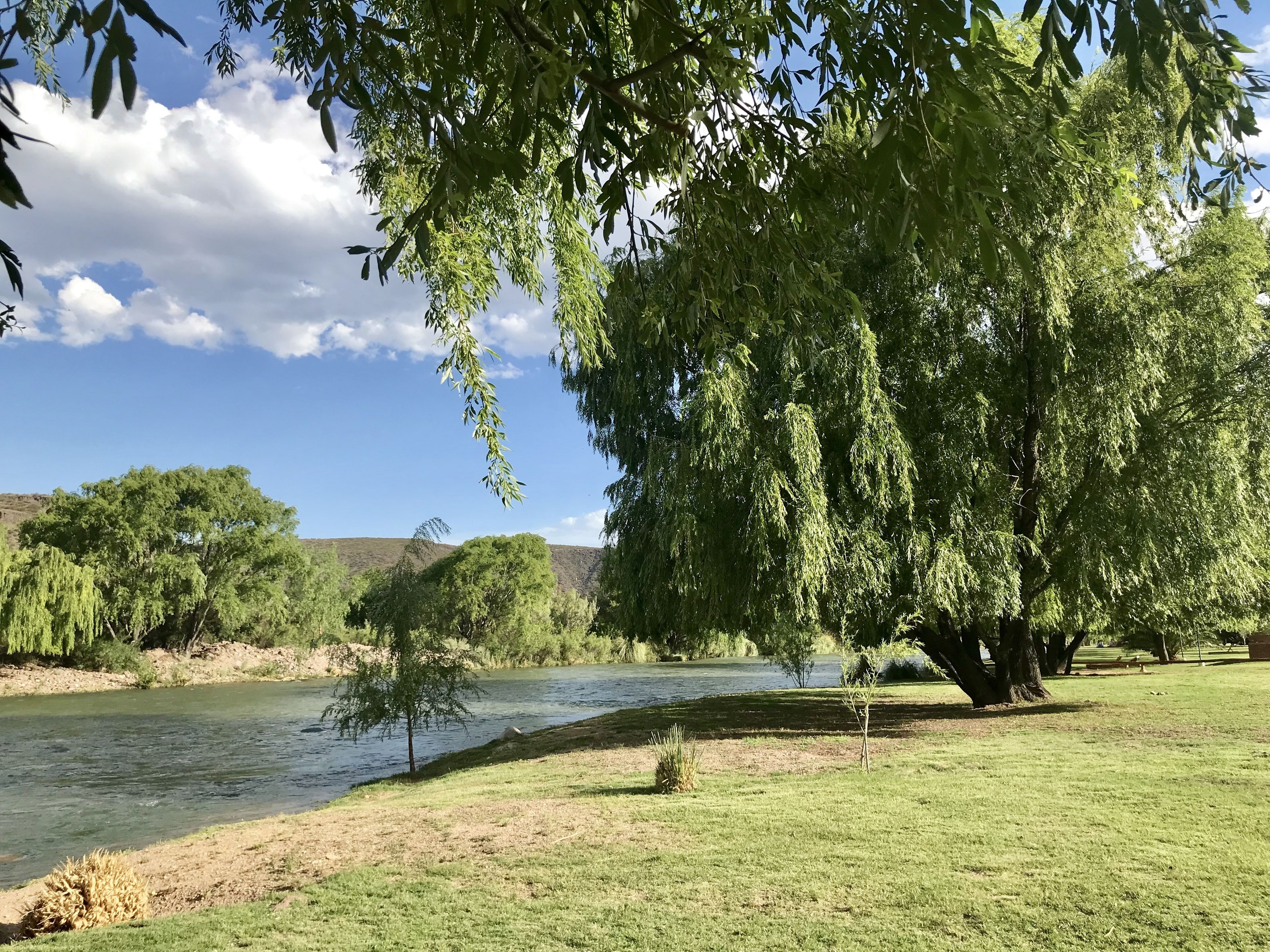 A river with trees and grass in a natural setting.