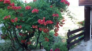 Un muro de piedra, una cerca de madera y un jardín con flores rojas.