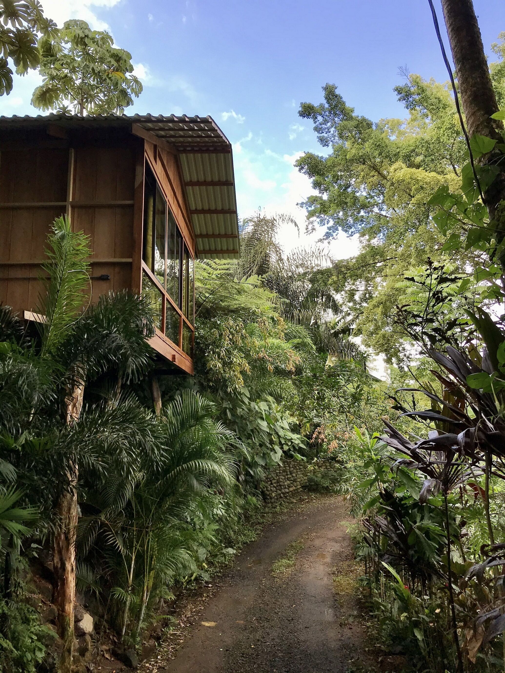 Edificio de madera con amplios ventanales, rodeado de exuberante follaje tropical y un estrecho sendero que conduce a él.
