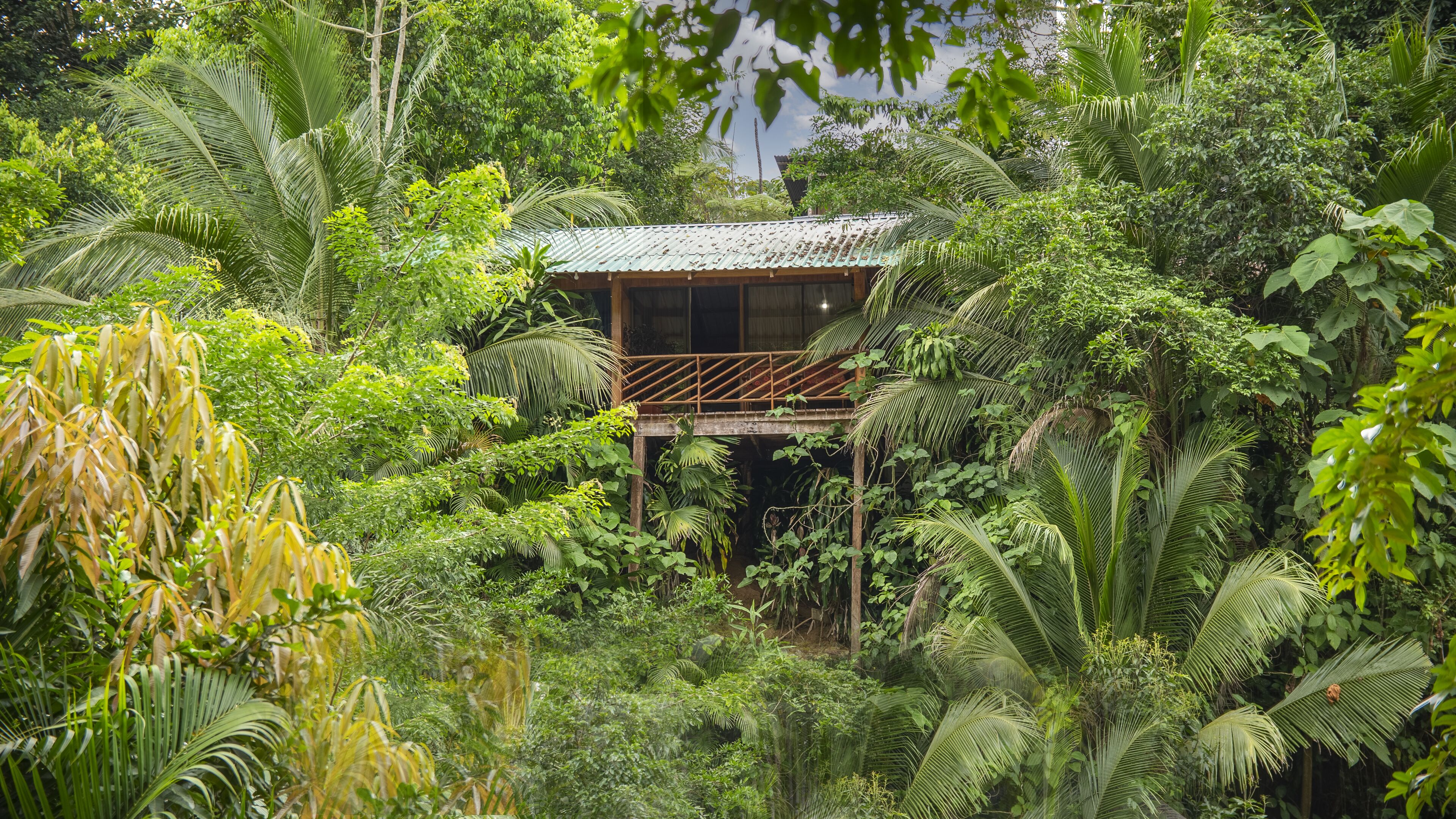 Una estructura de madera rodeada de frondosa vegetación tropical, probablemente una cabaña o refugio.