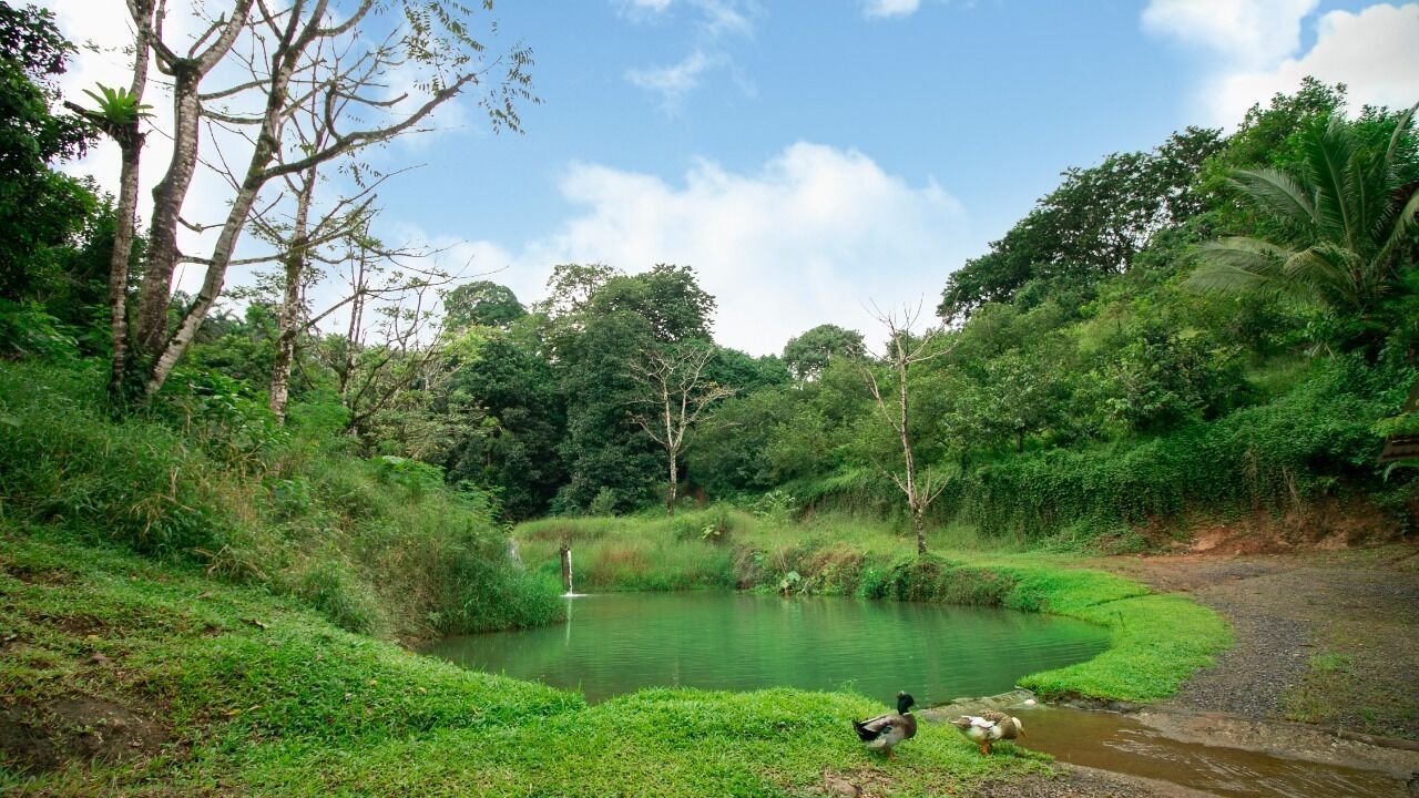 A natural pond surrounded by lush greenery and trees.