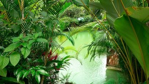 Un exuberante jardín con un estanque, abundante follaje y una estructura de madera.
