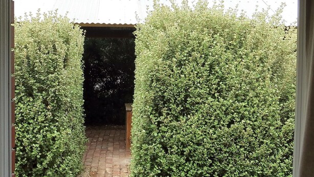 A narrow pathway flanked by dense green hedges leading to a brick entrance. - A2 @ Port Willy      (Port Willunga)