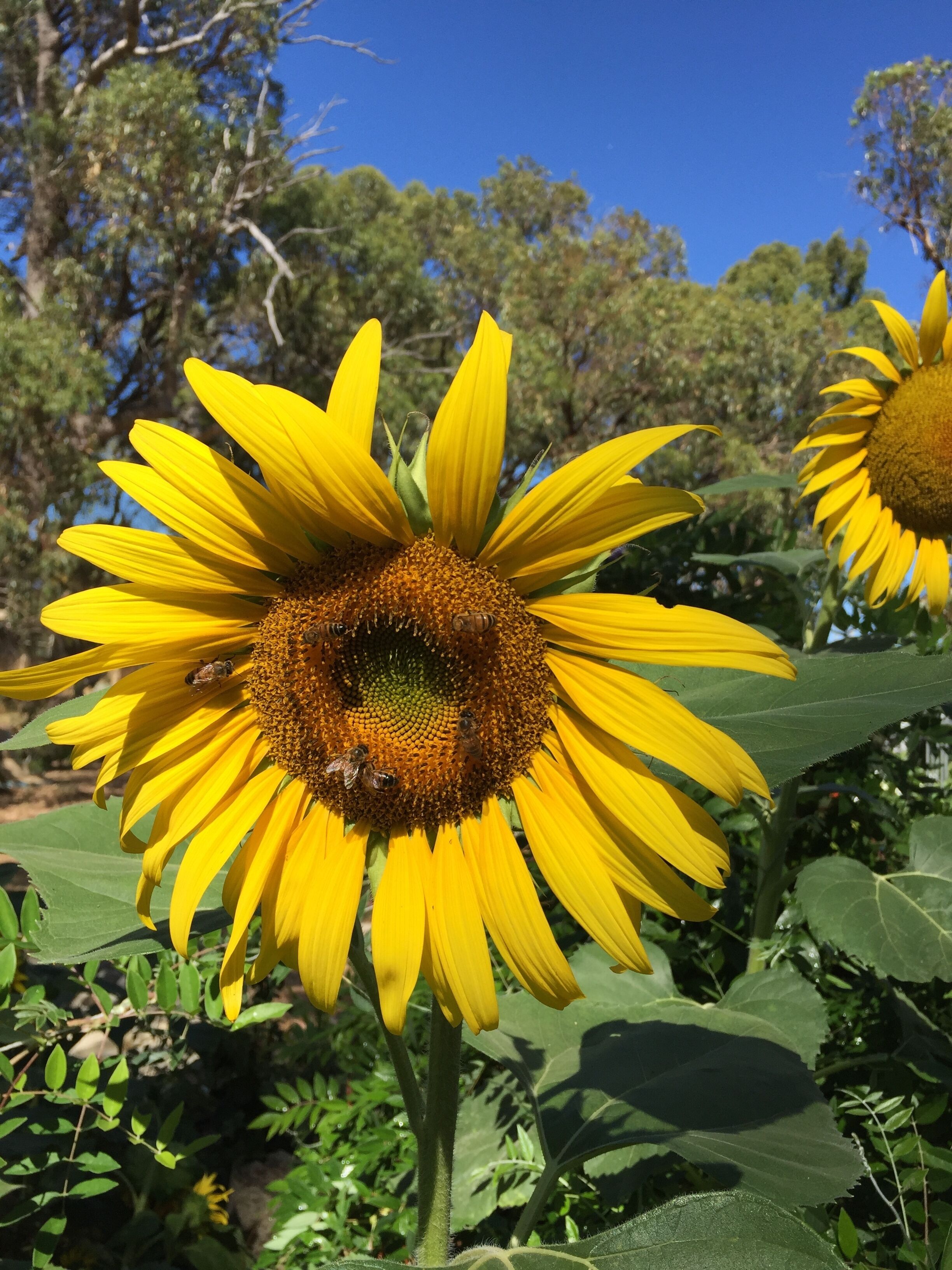 Charming Hilltop Cottage: Lake view with lots of garden around — image 13