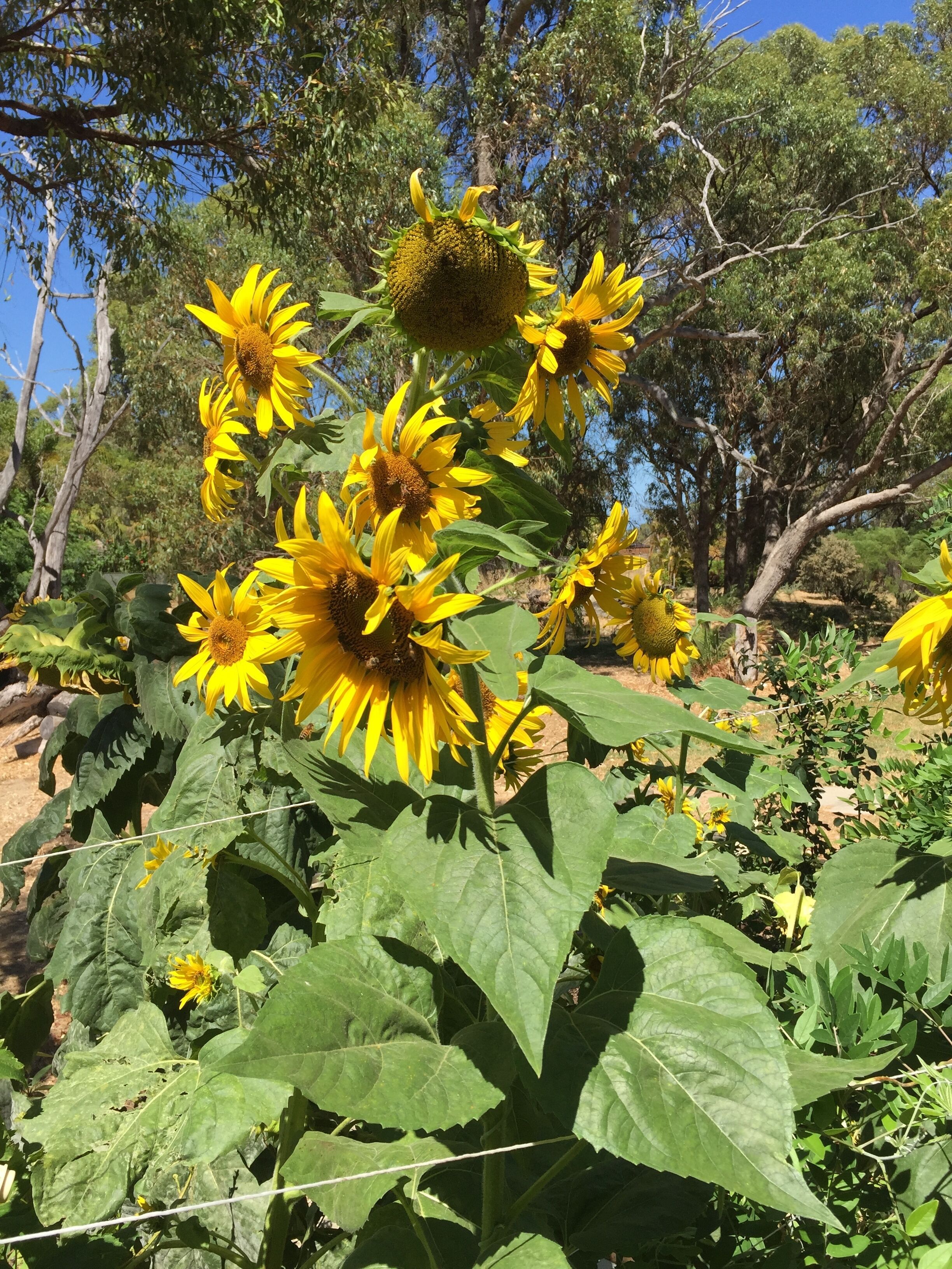 Charming Hilltop Cottage: Lake view with lots of garden around — image 12
