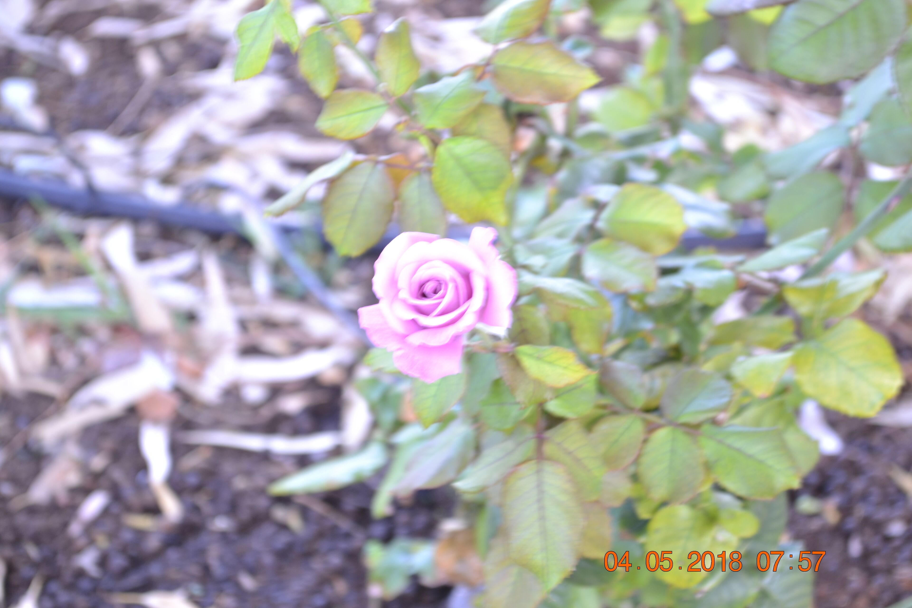 Charming Hilltop Cottage: Lake view with lots of garden around — image 10