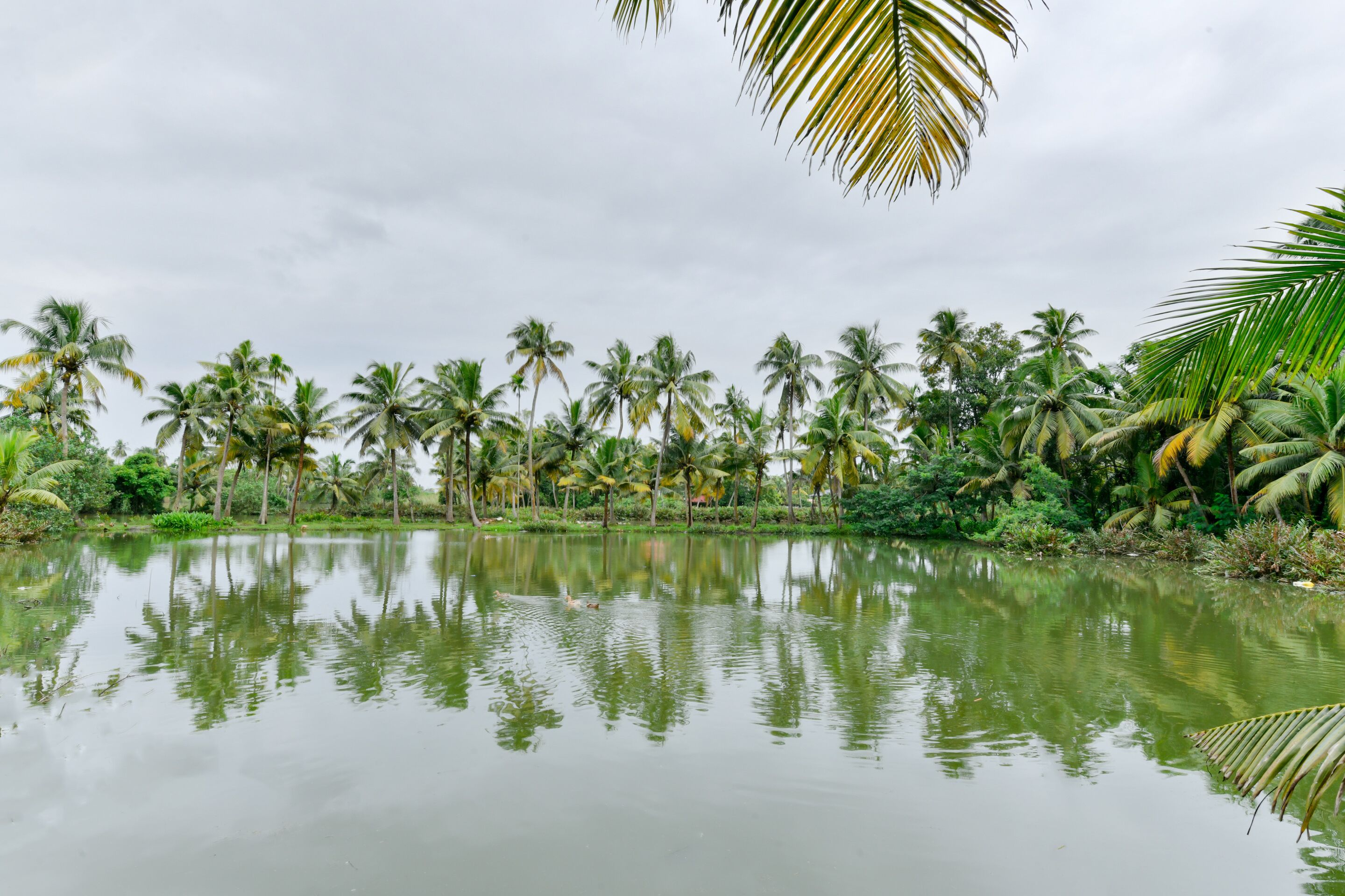 Rustig water dat palmbomen en een bewolkte lucht weerspiegelt.