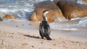 A bird standing on a sandy beach with rocks in the background.