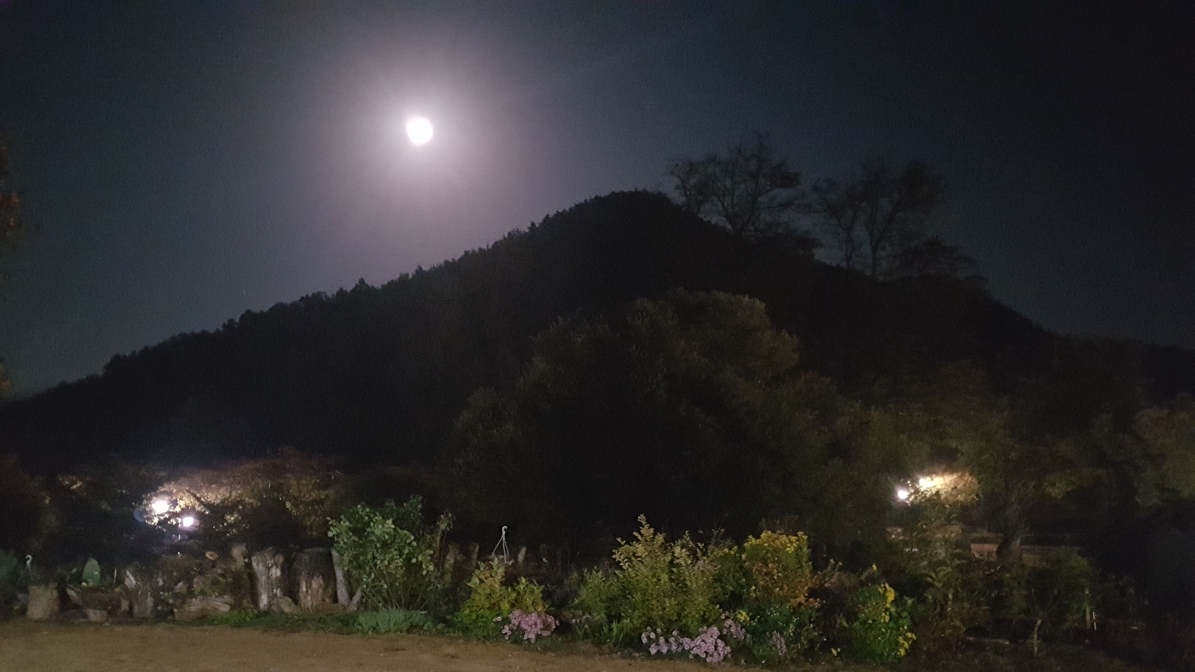 Escena nocturna con luna llena, una colina con árboles y un jardín con flores.