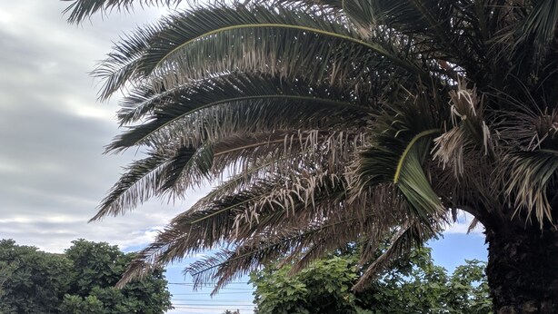 A paved pathway flanked by lush greenery and a palm tree. - Villa on the coast Santander (Monte - Santander)