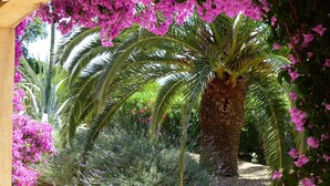 Un jardin avec un palmier, des fleurs violettes et un feuillage verdoyant.