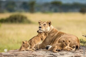 Unclassified image, 2 of 12, button