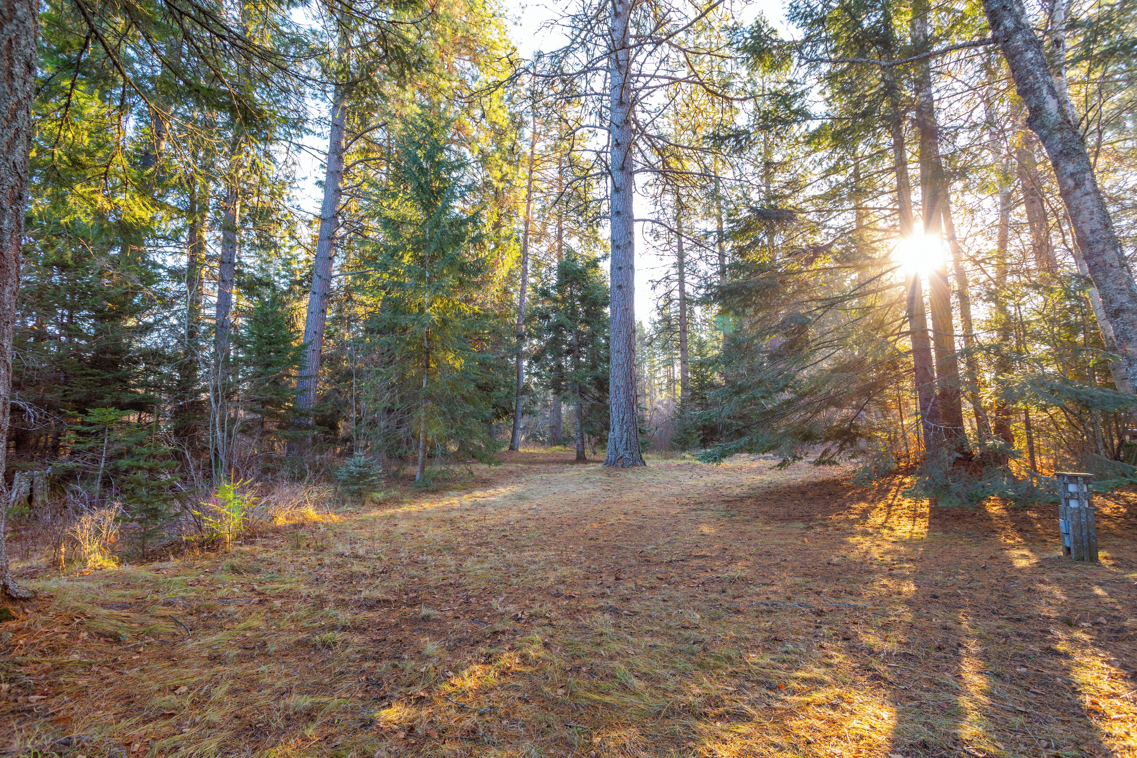A forested area with tall trees and a clear path.