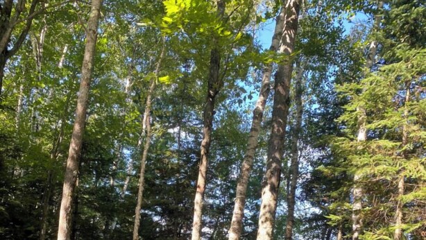A wooden deck with two chairs and a table, overlooking a forested area and a body of water. - Bishop Lake Three Bedroom Cabin  (Crandon)