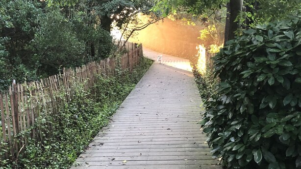 A wooden pathway surrounded by dense greenery, leading to a covered area. - North End Beach Cottage Apartment - One block from beach (Virginia Beach)