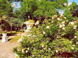 Un jardín con parterres de flores blancas y un camino.