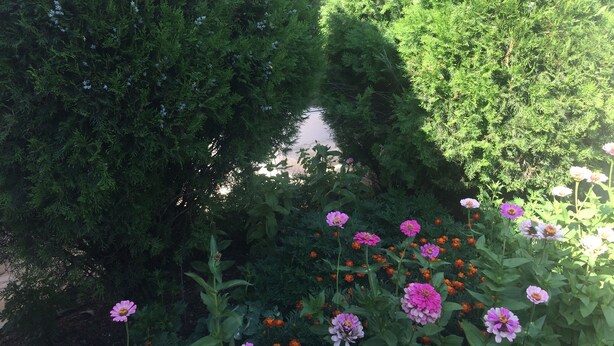 A garden with dense green foliage and a variety of flowers, including pink and purple blooms. - Montenegro central point (Podgorica)