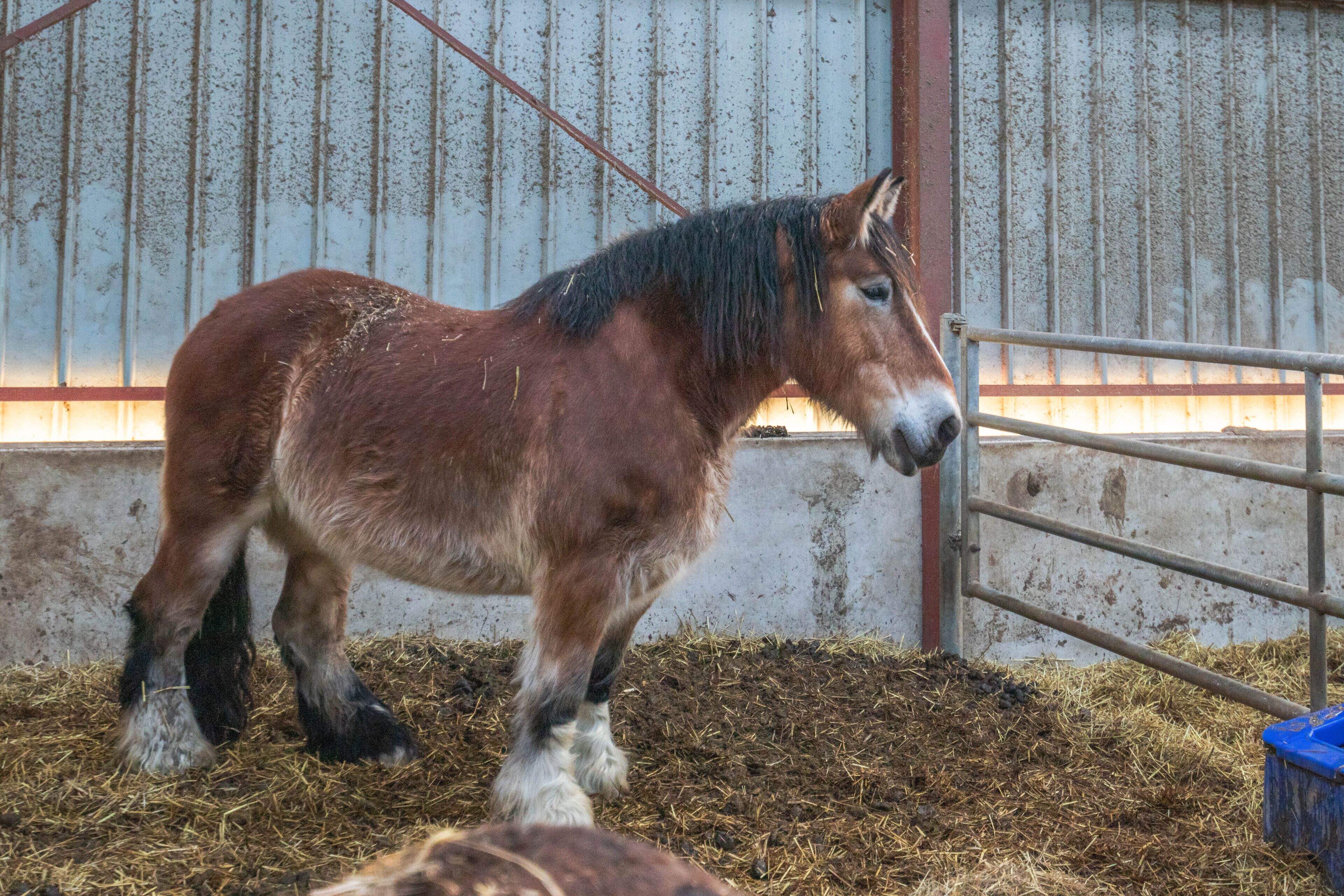 Un caballo en un establo con barandillas metálicas y un muro de concreto.
