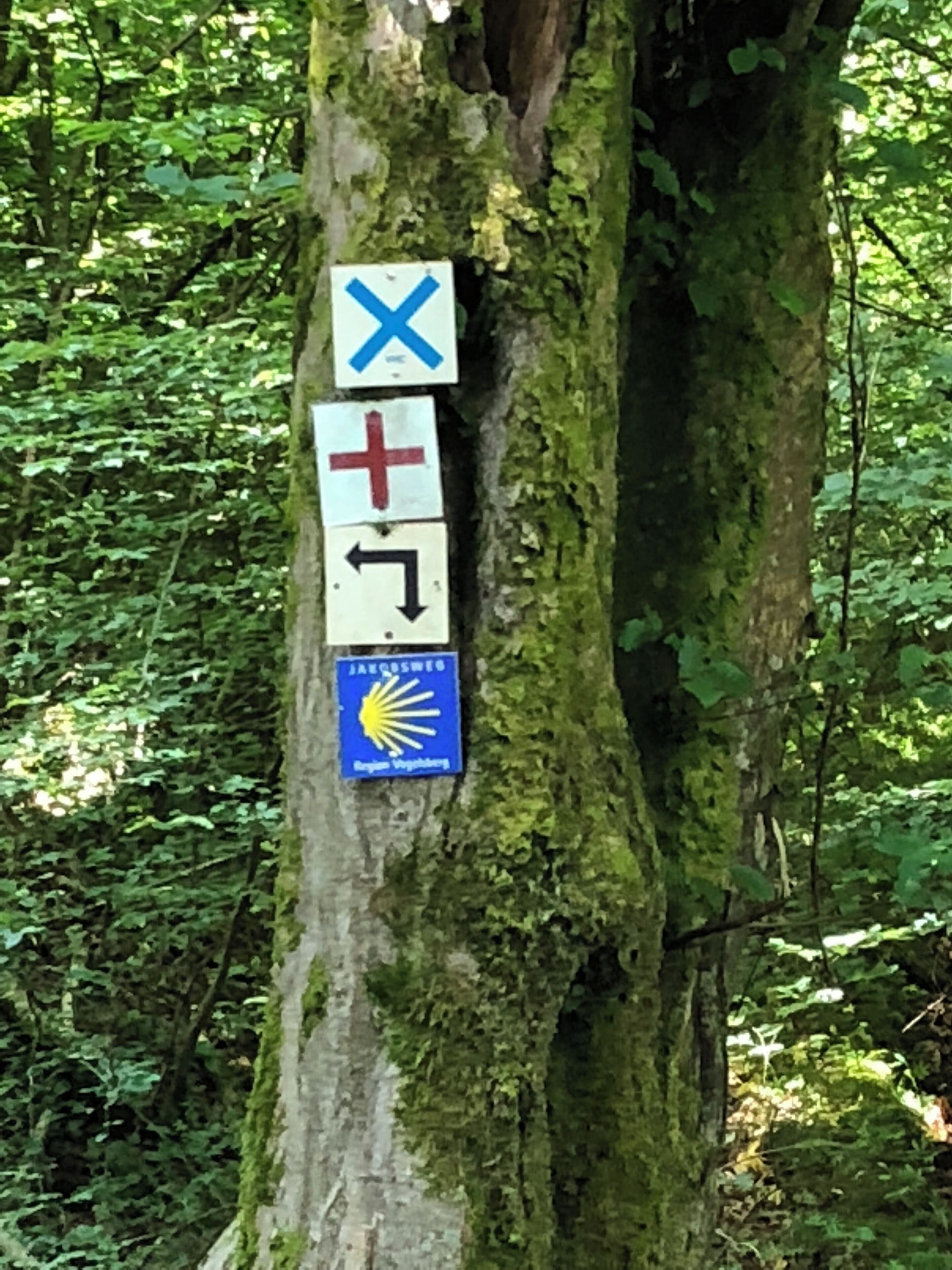 A tree trunk with directional signs and a logo.