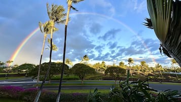A park with palm trees and a rainbow.