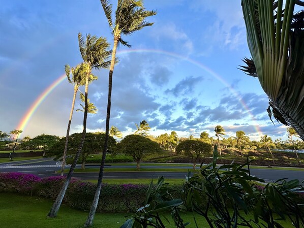 A park with palm trees and a rainbow.
