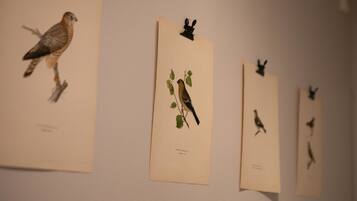 Tres ilustraciones de pájaros enmarcados en una pared.