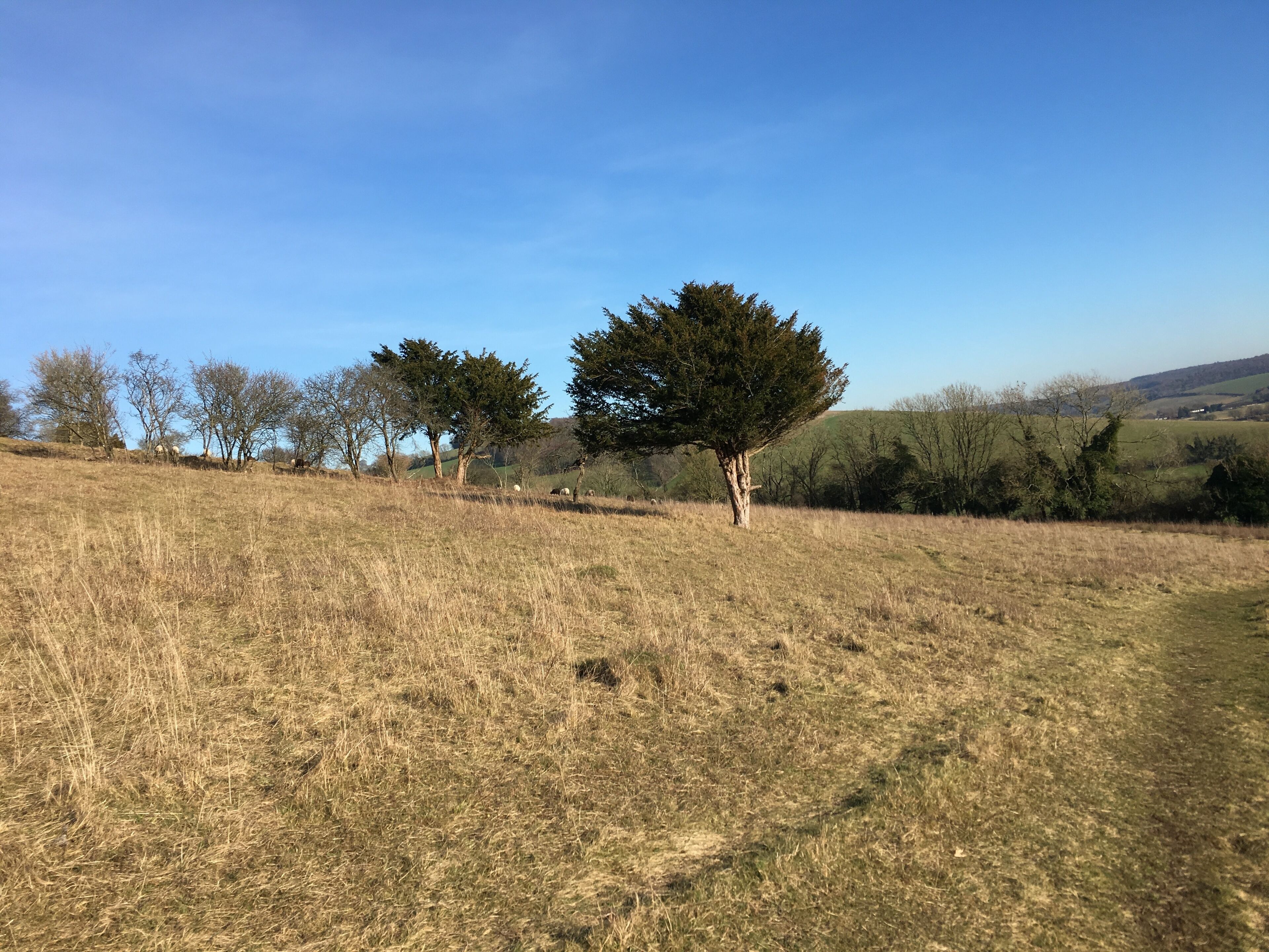 Un champ herbeux avec un seul arbre au premier plan et quelques arbres dispersés à l’arrière-plan.
