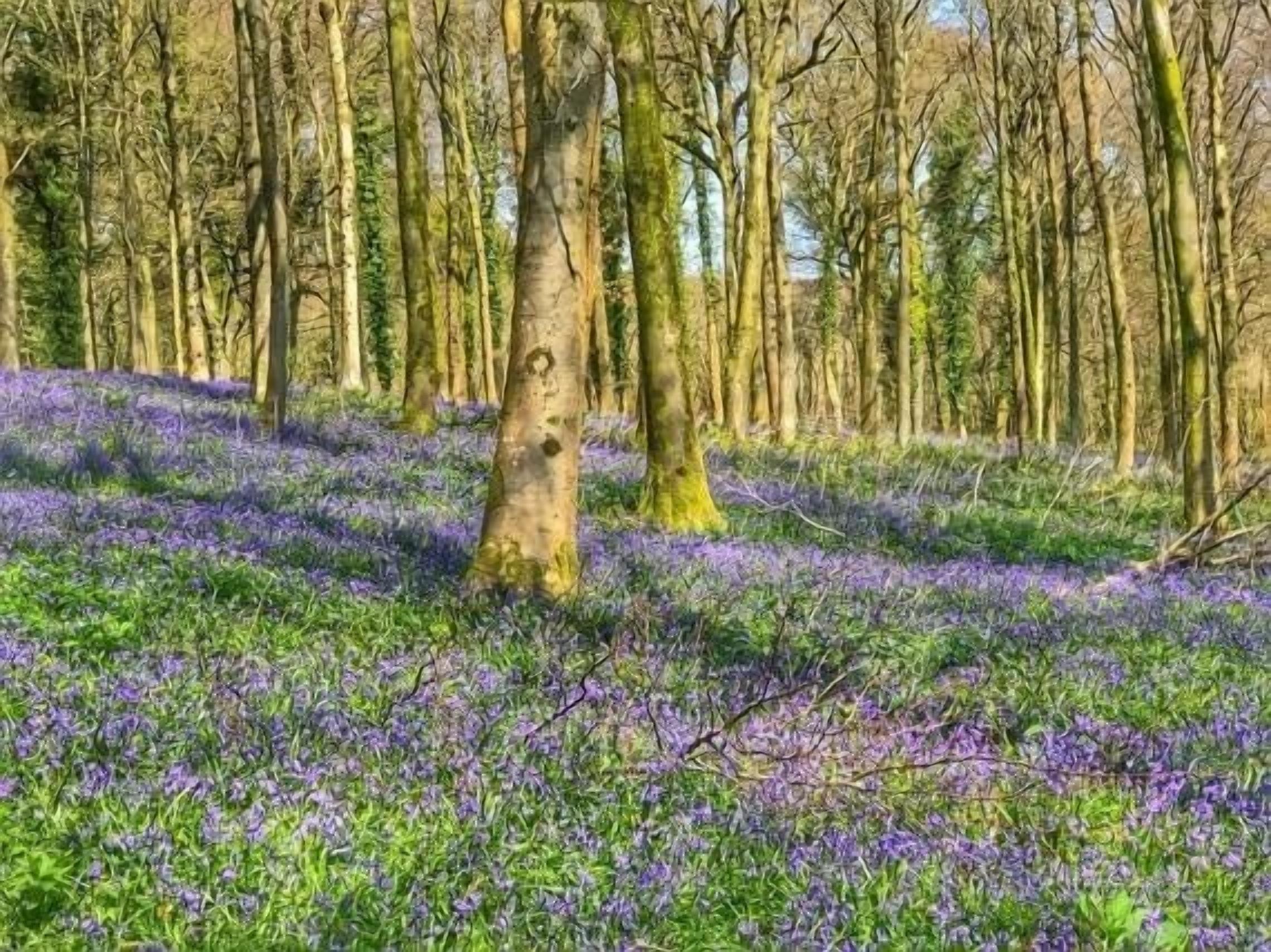 En skog med träd och ett täcke av lila blommor.