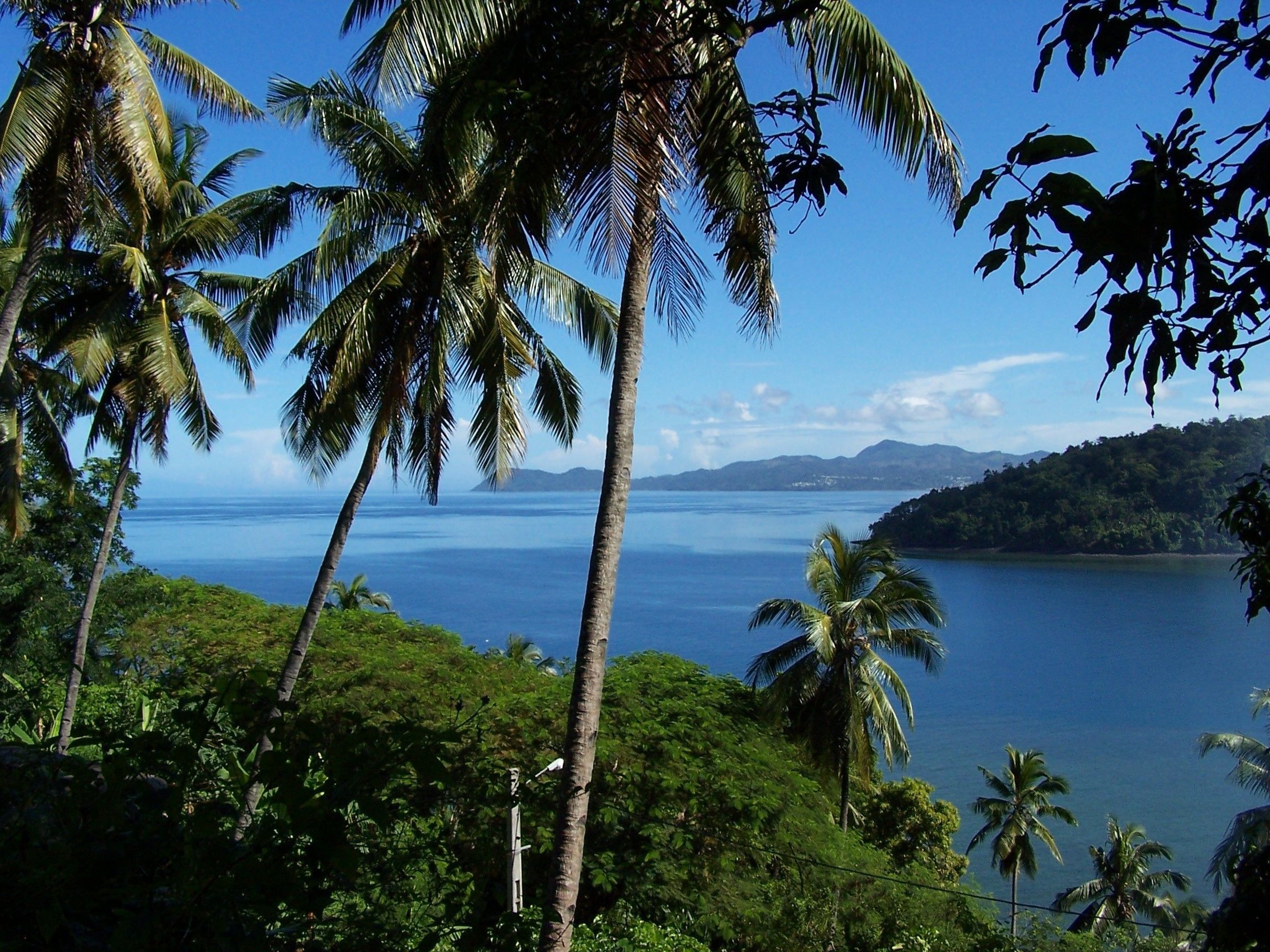 A tropical landscape with palm trees and a view of the ocean.