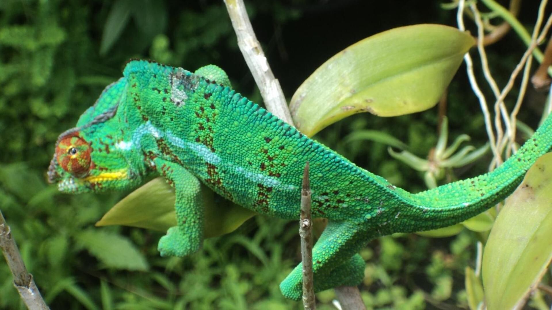 A green chameleon on a branch with green leaves in the background.