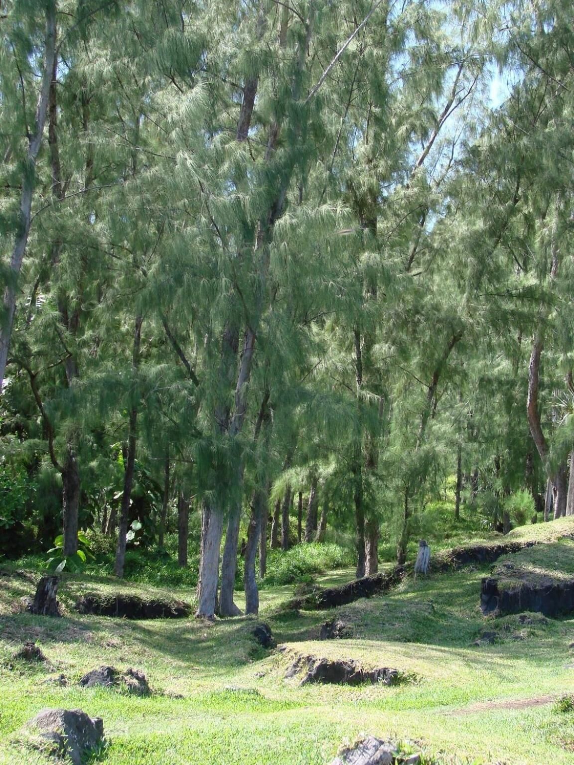 Un área boscosa con árboles y terreno cubierto de hierba.