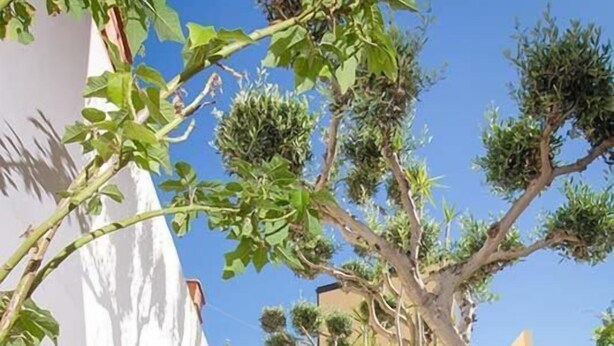 A stone staircase leading up to a building, surrounded by greenery and a clear sky. - Verde Mare (San Vito Lo Capo)