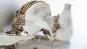 A close-up of oysters on a table with a blurred background.