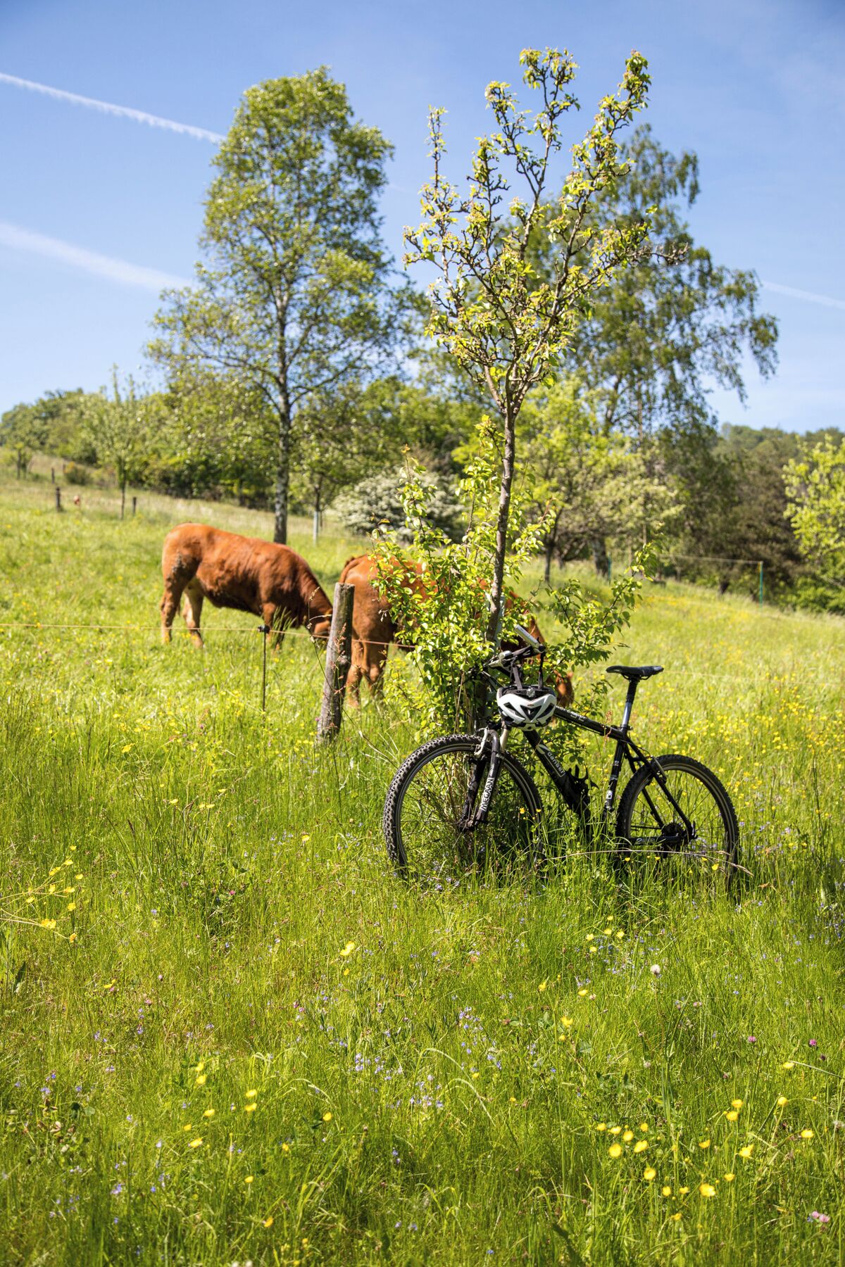 A grassy field with a bicycle and a cow in the background.