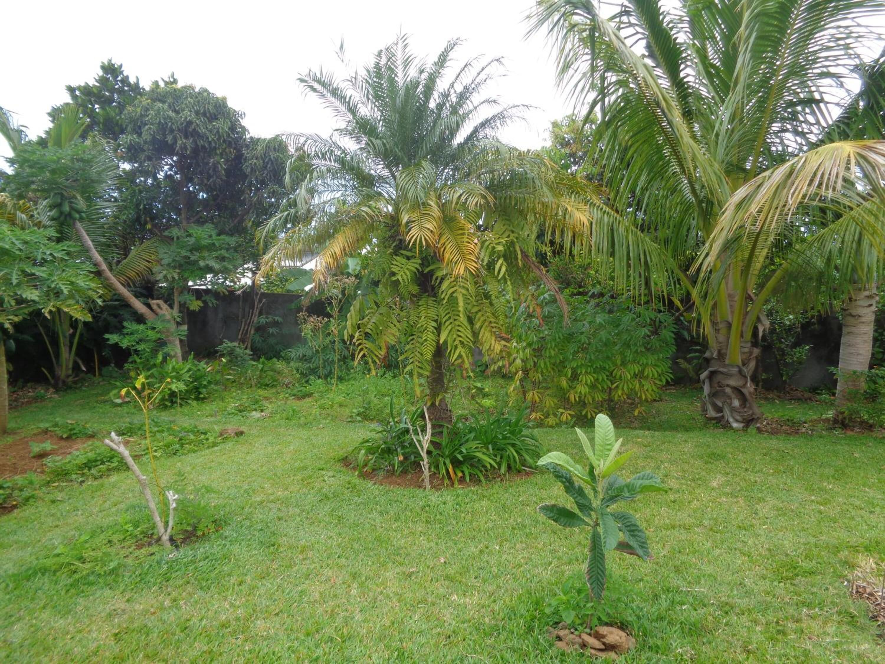 A lush garden with various tropical plants, including palm trees and ferns.