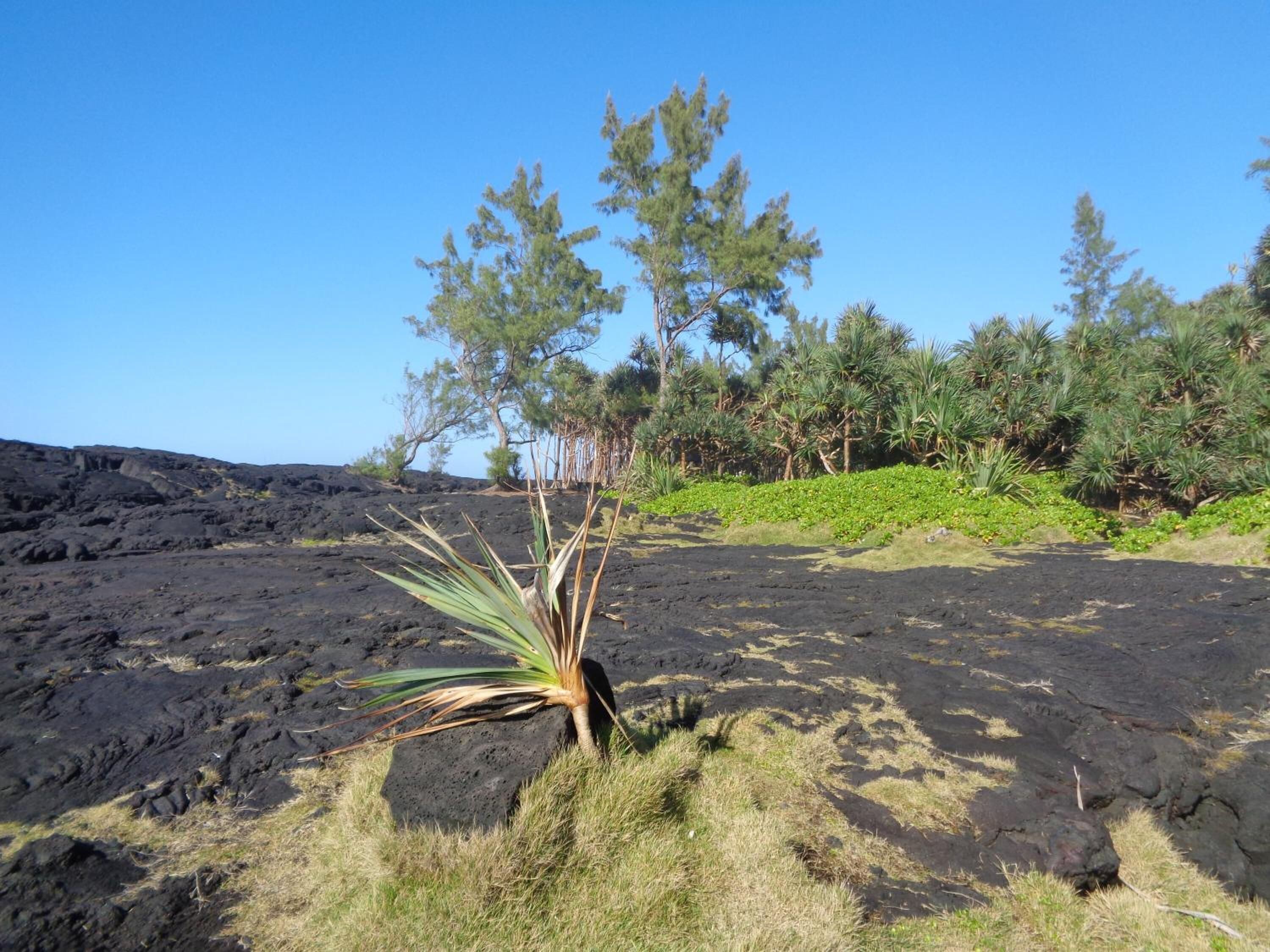 A volcanic landscape with sparse vegetation, including a prominent plant in the foreground and various trees in the background.
