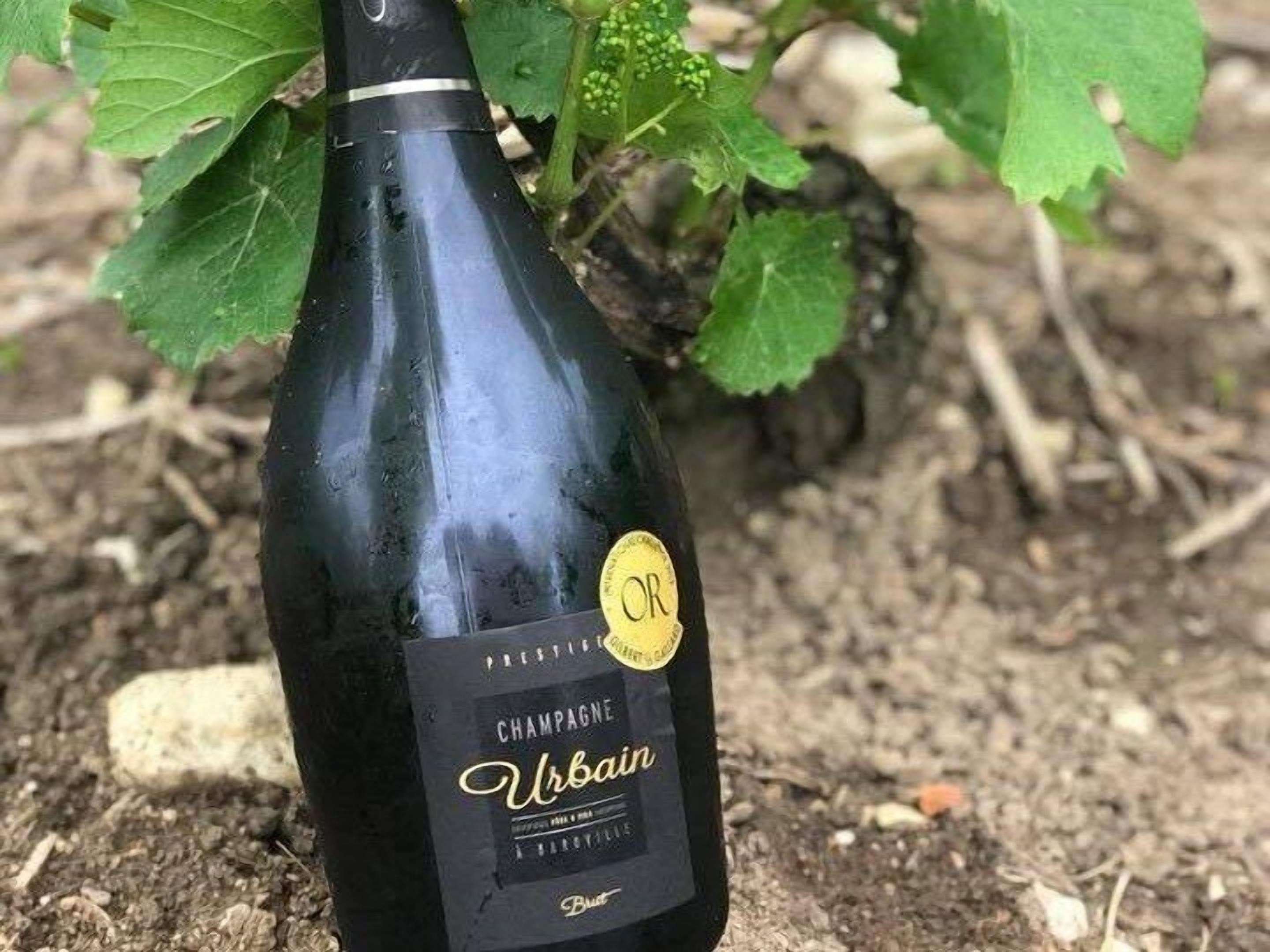 A bottle of Urbain champagne with a black label and gold accents, placed on soil with green leaves in the background.